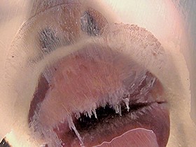 BBM女体図鑑 キス顔とテクニック 3時間 サンプル動画サムネイル